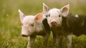 Deux porcelets dans un champ renvoyant à une page présentant les meilleurs associations visant à réduire la souffrance animale.