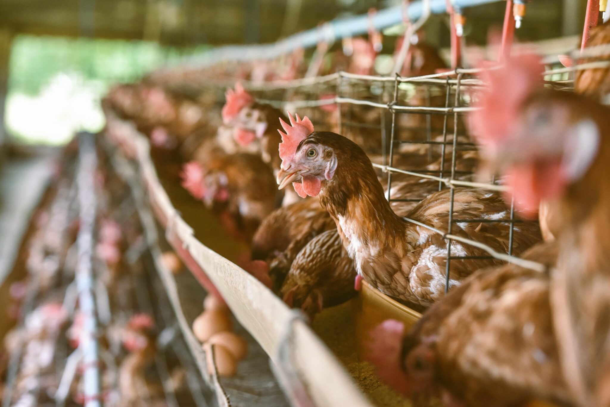 Des poulets dans une cage de batterie pour les organisations caritatives qui contribuent à réduire la souffrance des animaux.