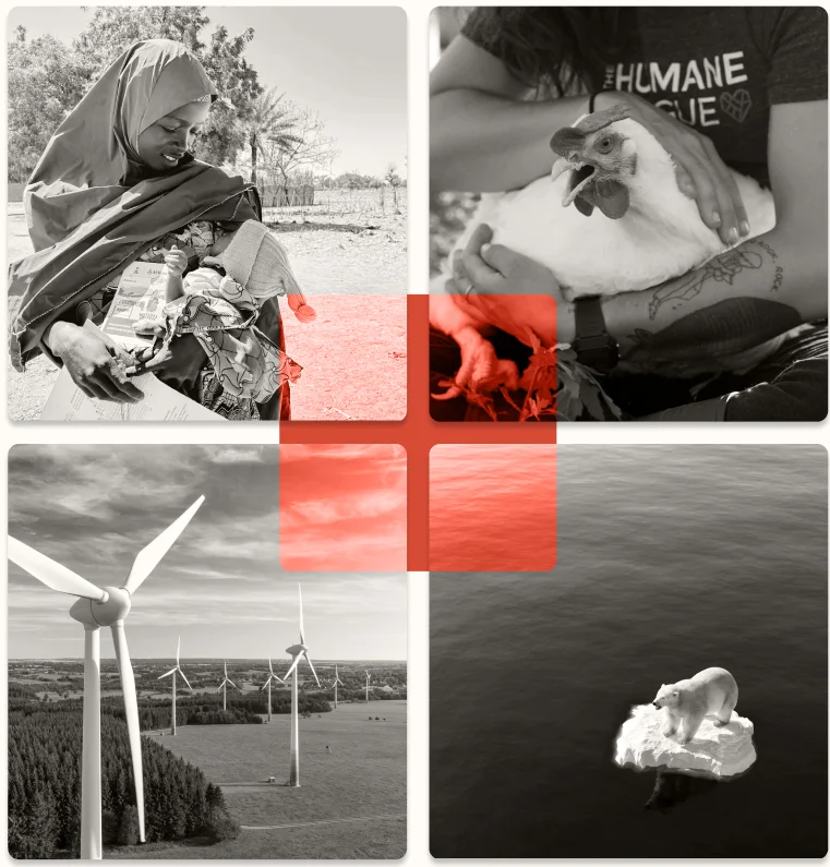 Quatre images en noir et blanc : une femme et son nourisson, une poule dans les bras d'un homme, des éoliennes, un ours sur un iceberg. Un carré rouge en transparence lie les quatre images, évoquant une cible.